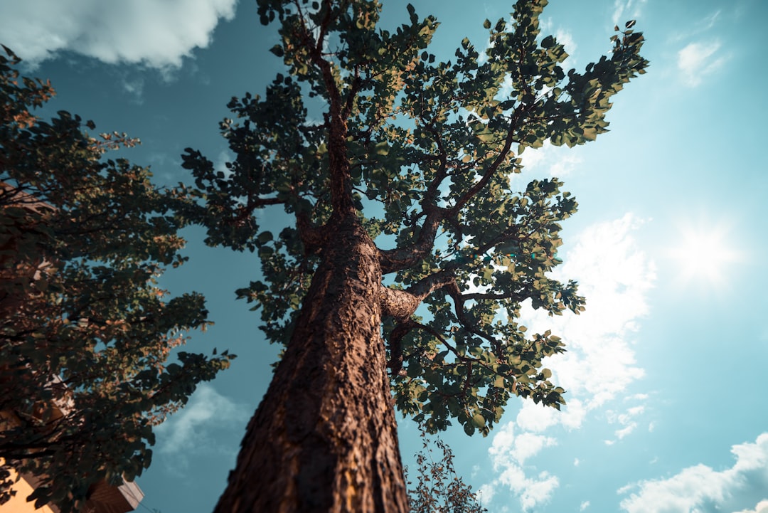 nathanflora-com_15076